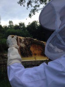 Read more about the article Unser neues Hobby…BIENEN